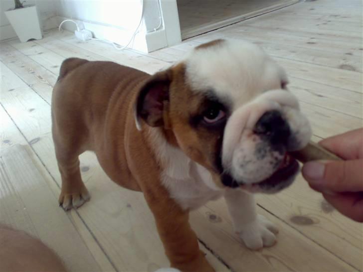 Engelsk bulldog Samson billede 7