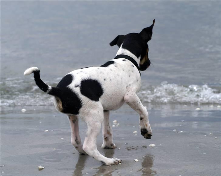 Blanding af racer Willi billede 13