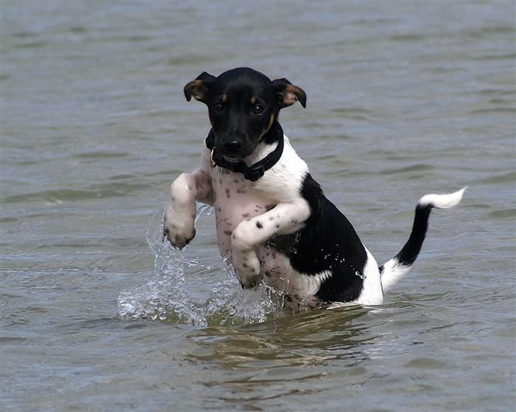 Blanding af racer Willi billede 14