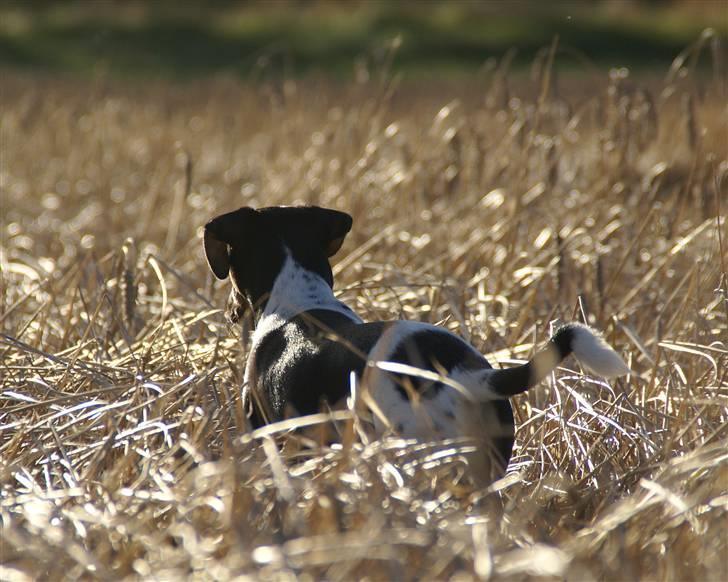 Blanding af racer Willi billede 15