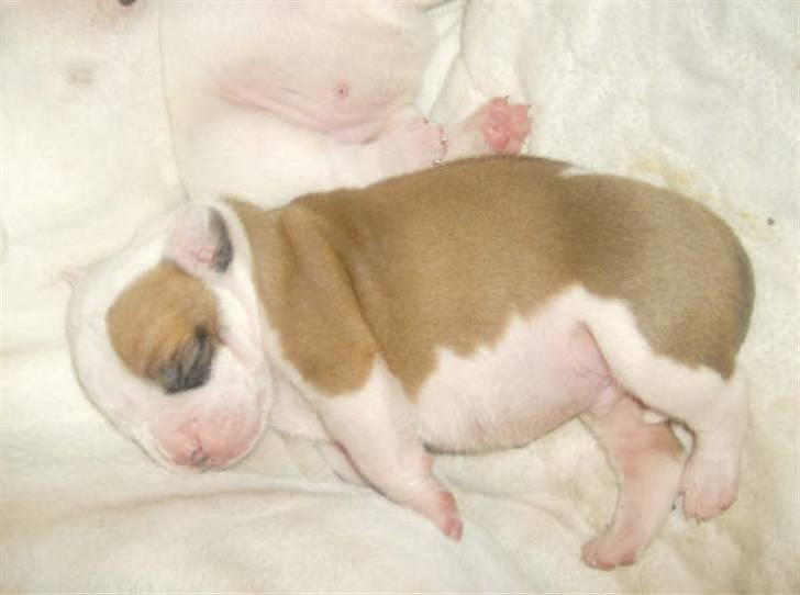 Amerikansk bulldog RIP - Eriksson Sir Peppe billede 7