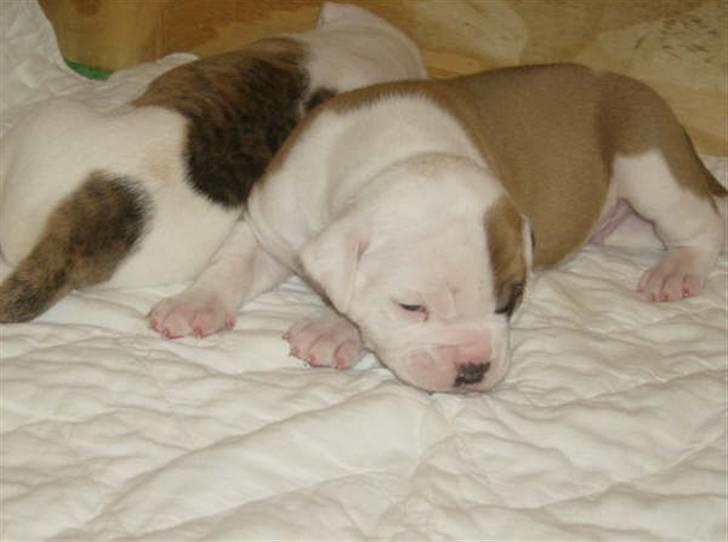 Amerikansk bulldog RIP - Eriksson Sir Peppe billede 8