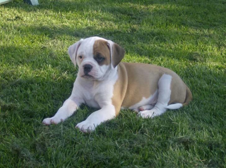 Amerikansk bulldog RIP - Eriksson Sir Peppe billede 9