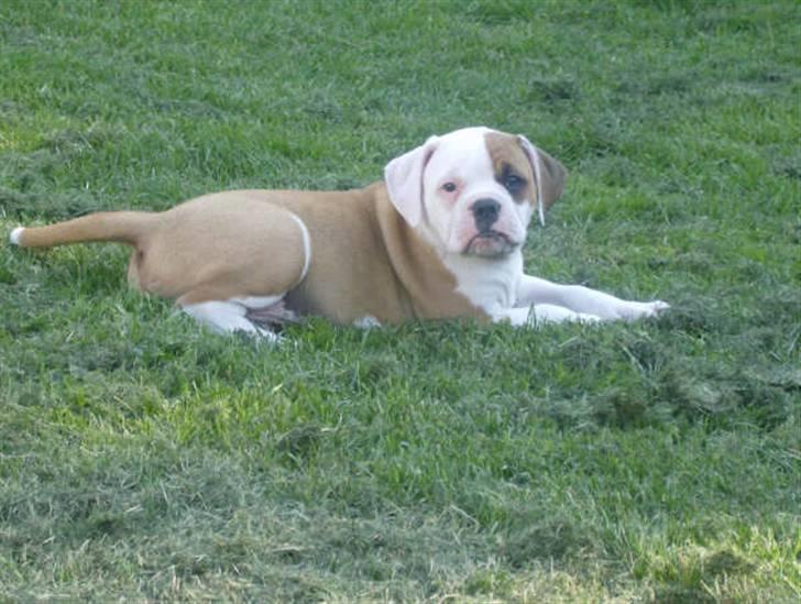 Amerikansk bulldog RIP - Eriksson Sir Peppe billede 10
