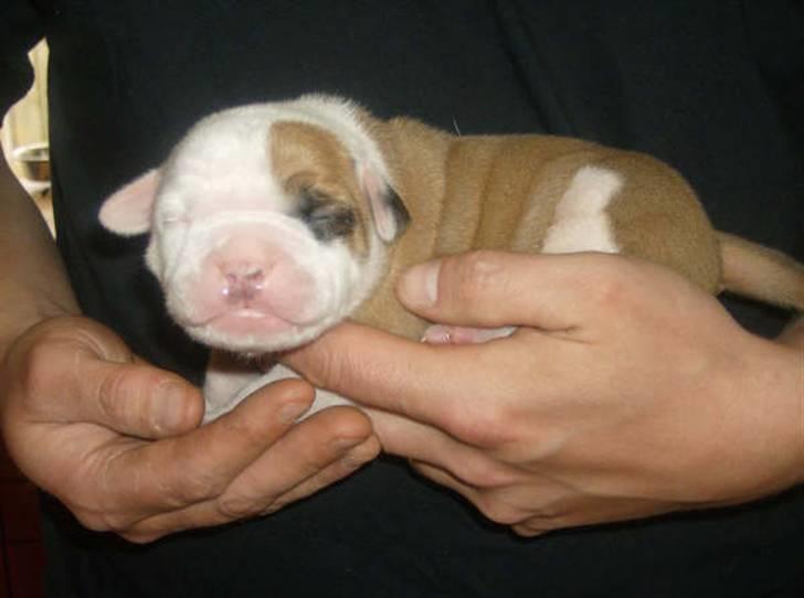 Amerikansk bulldog RIP - Eriksson Sir Peppe billede 11