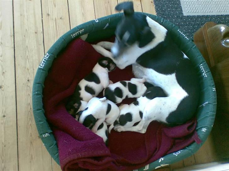 Dansk svensk gaardhund Kika - Kika, hendes mor og hendes søskende... billede 9