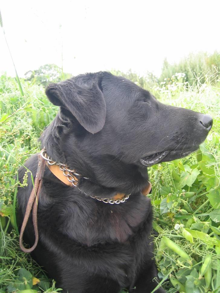 Labrador retriever Fido (formel 1) - hej! jeg hedder Fido ! jeg vil blive glad hvis du bedømte mig efter hvor flot du syne sjeg er, og hvor gode mine billeder er! billede 1