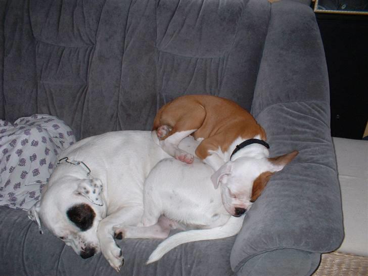 Amerikansk bulldog RIP - Eriksson Sir Peppe - Man bliver træt af at lave ballede ;o))) billede 12