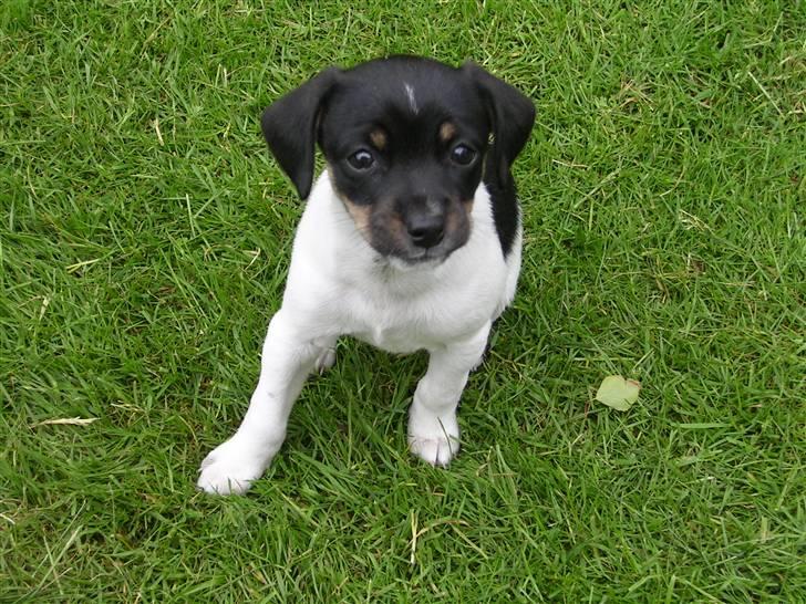Dansk svensk gaardhund Kika - Kika som hvalp billede 10