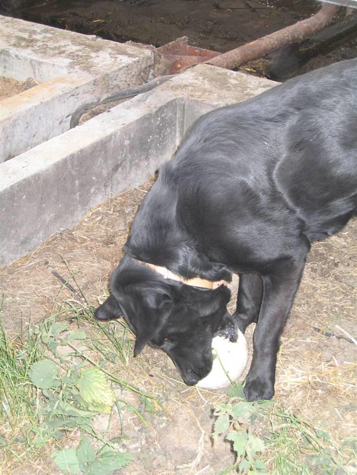 Labrador retriever Fido (formel 1) - rrhhhh ! overgi dig bold! billede 4