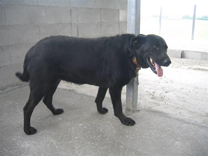 Labrador retriever Fido (formel 1) - hvaad ? når billede ! billede 5