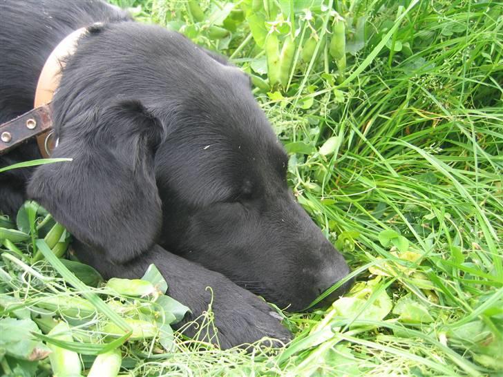 Labrador retriever Fido (formel 1) - zZZzzZZ.. sove sove sove.. billede 6