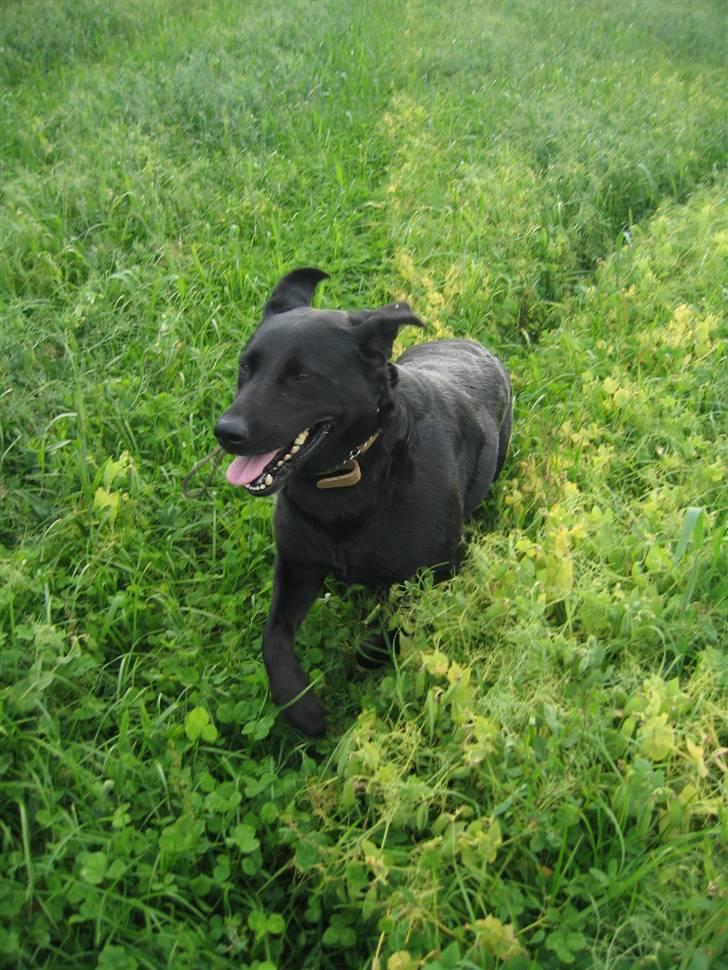 Labrador retriever Fido (formel 1) - WEEEeeE !! elsker at flyve-løbe-hope afsted i ærtemarken!! billede 10