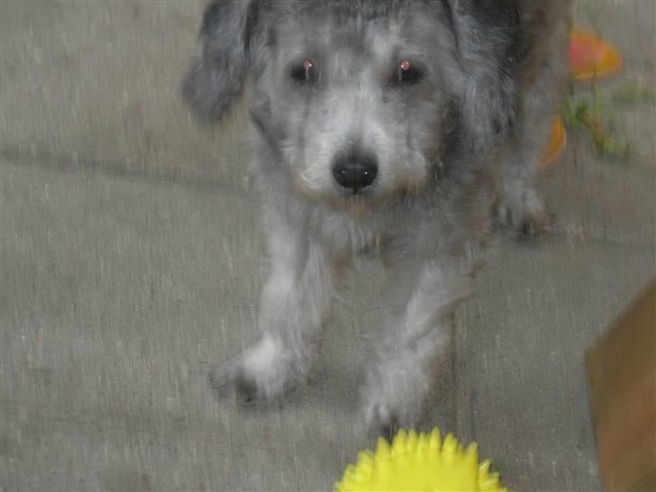 Dværgpuddel Ruth billede 12