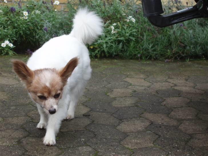 Papillon Bebs billede 1