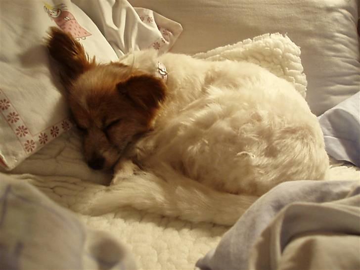 Papillon Bebs - ´zzzZZZ´ billede 2