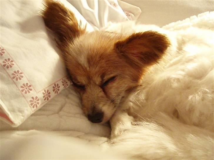 Papillon Bebs billede 3