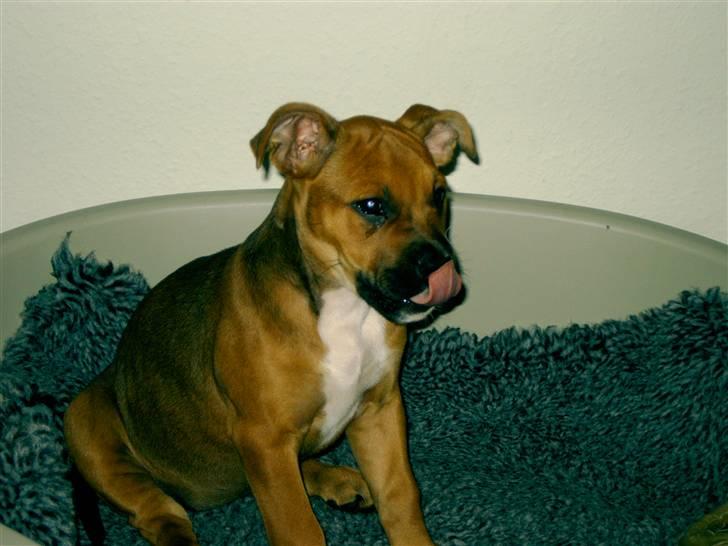 Amerikansk staffordshire terrier Cayli - Så er jeg blevet 9 uger... billede 9