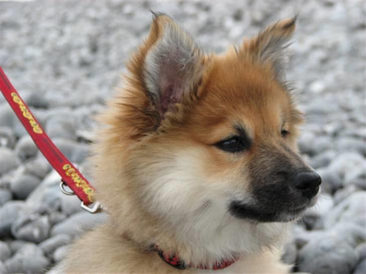 Islandsk fårehund sæla billede 1