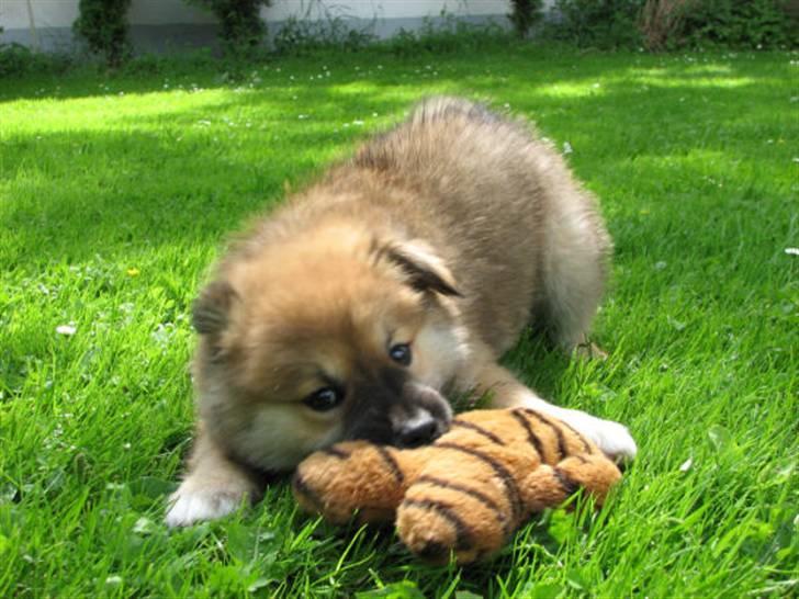 Islandsk fårehund sæla billede 2
