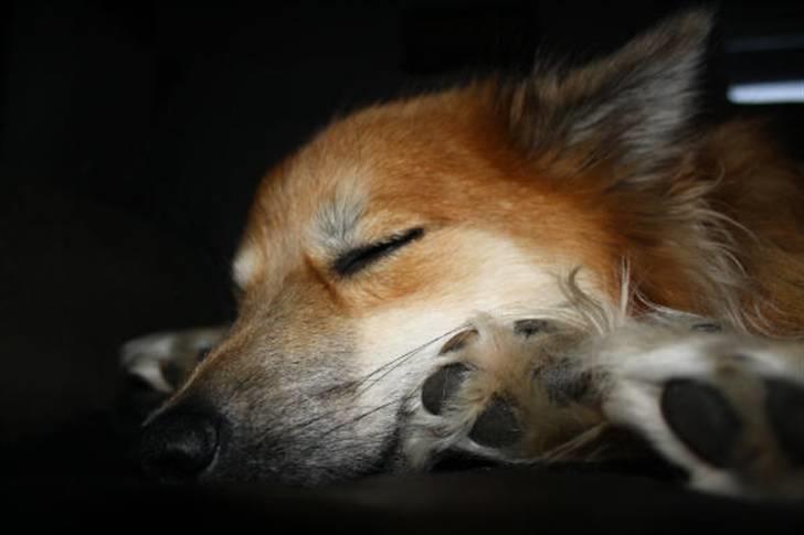 Islandsk fårehund sæla billede 3