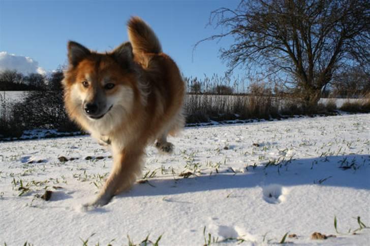 Islandsk fårehund sæla billede 4