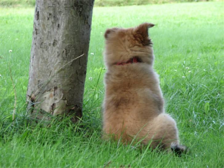 Islandsk fårehund sæla billede 5