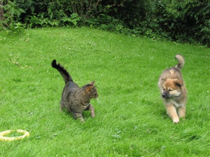 Islandsk fårehund sæla billede 6