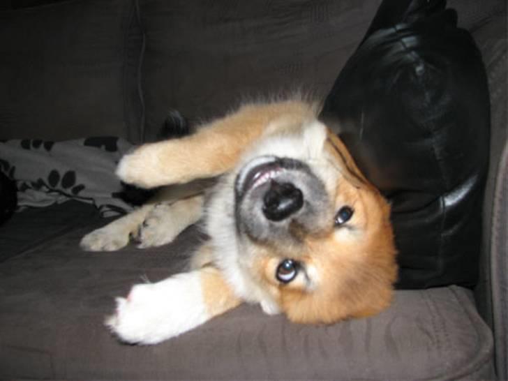 Islandsk fårehund sæla billede 7