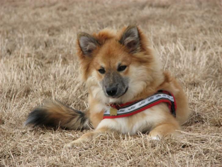 Islandsk fårehund sæla billede 8
