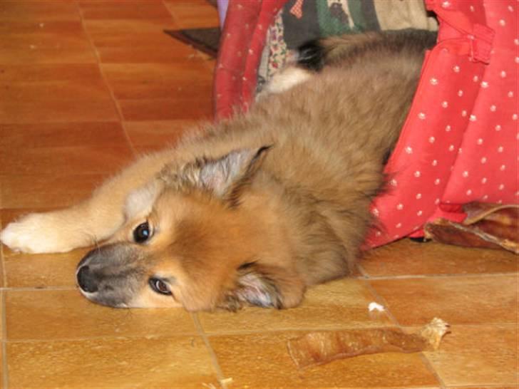 Islandsk fårehund sæla billede 9