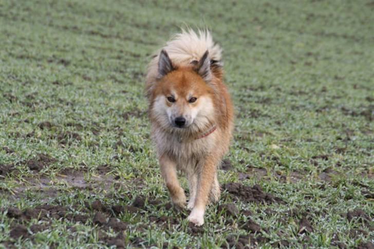 Islandsk fårehund sæla billede 10
