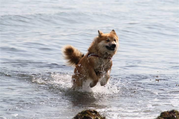 Islandsk fårehund sæla billede 11