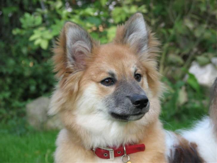 Islandsk fårehund sæla billede 12