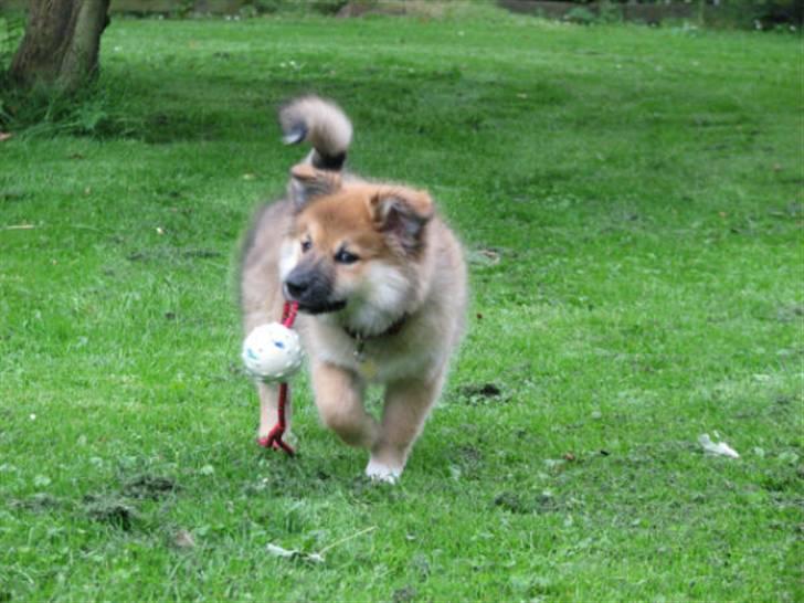 Islandsk fårehund sæla billede 13