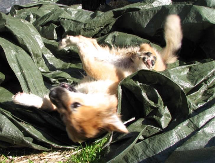 Islandsk fårehund sæla billede 14