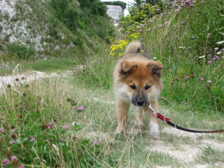 Islandsk fårehund sæla billede 15