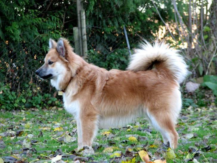 Islandsk fårehund sæla billede 16