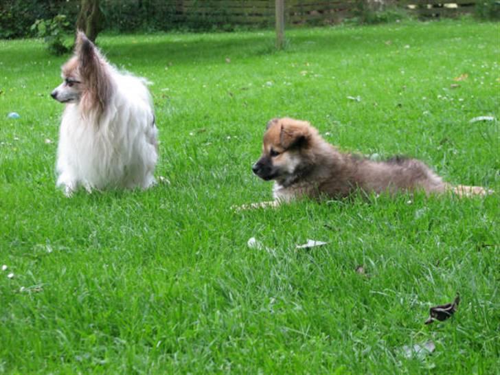Islandsk fårehund sæla billede 17