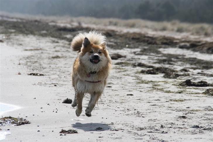 Islandsk fårehund sæla billede 18