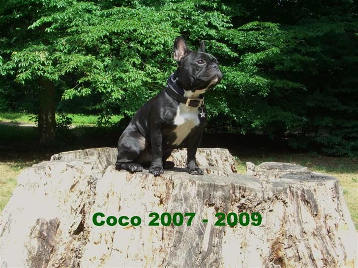 Fransk bulldog Coco +2007-2009+ R.I.P. - Er det nu jeg skal smile!!! billede 1