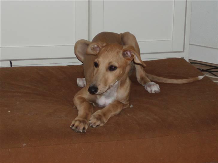 Galgo español Valera - Valera 10 uger gammel billede 1