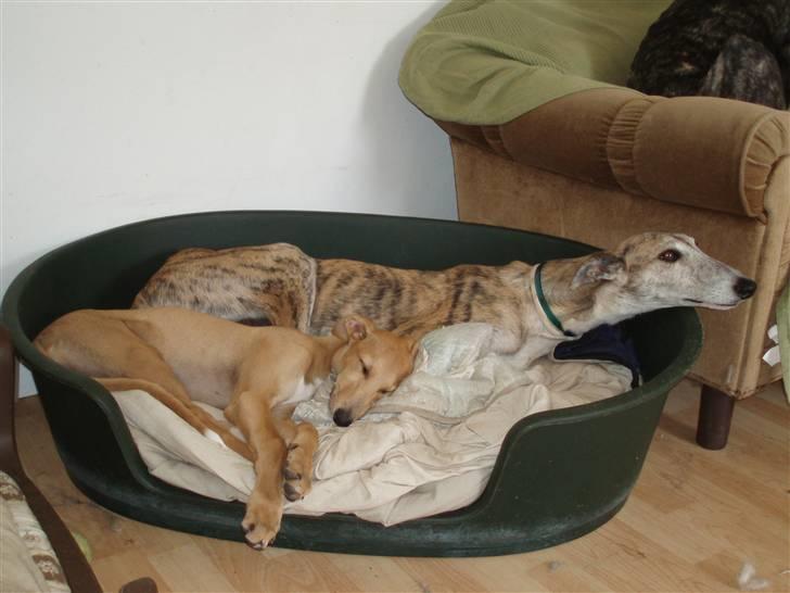 Galgo español Valera - Valera 10 uger gammel sammen med sin mor billede 2