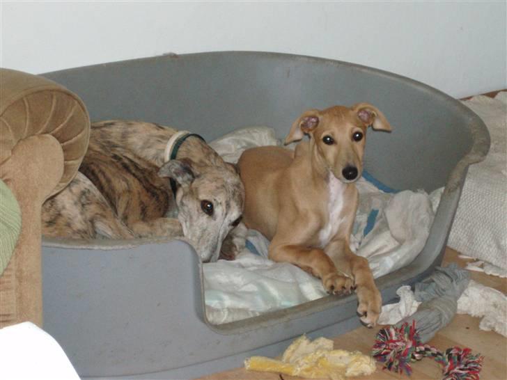 Galgo español Valera billede 3