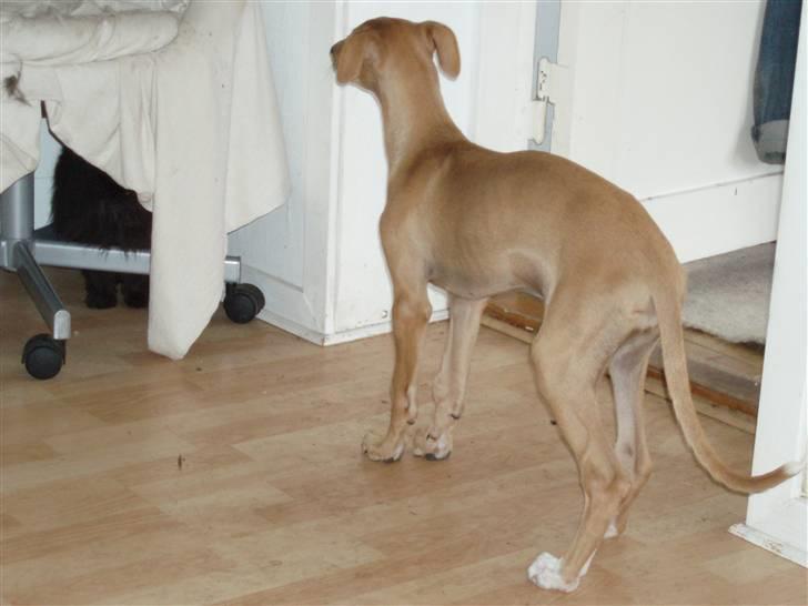 Galgo español Valera billede 4