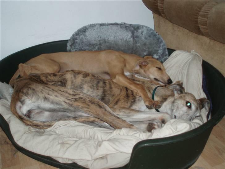 Galgo español Valera billede 5