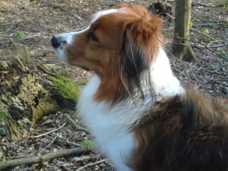 Kooikerhondje Xana  billede 8