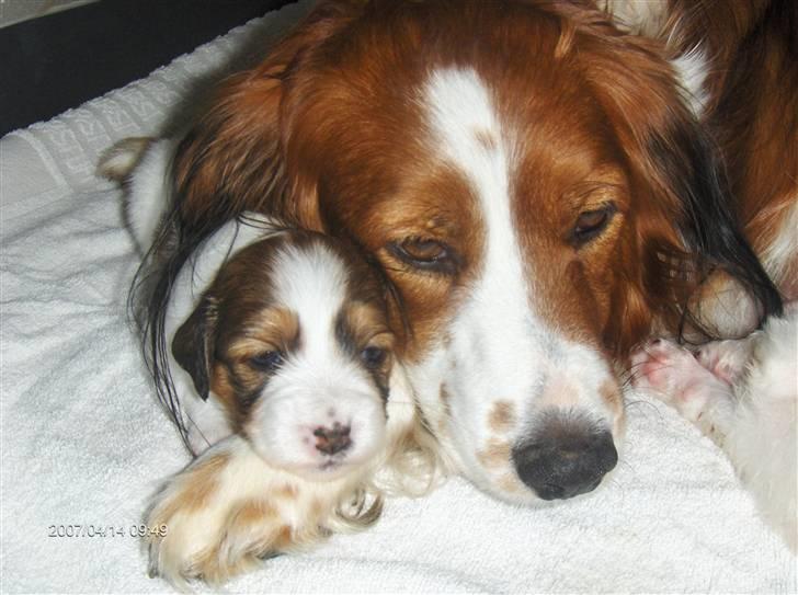 Kooikerhondje Xana  - Mor og barn. Xana med vores 4 uger gamle Smilla billede 9