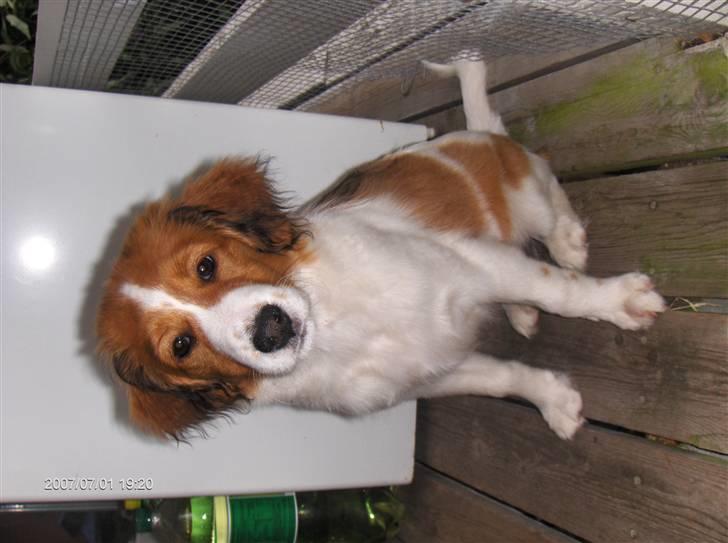 Kooikerhondje Høgedal's Smilla - 15 uger gammel, nu ved hun hvordan man skal sidde når man ser et kamara. billede 1