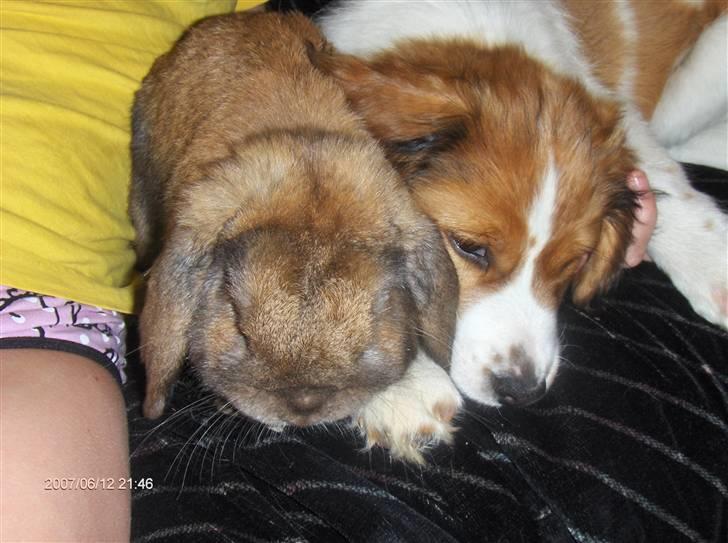 Kooikerhondje Høgedal's Smilla - Smilla med en af sine gode venner, vores lille kanin Snubby. billede 2